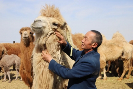 聚焦驼产业链 激活人才链